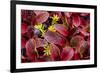 USA, Alaska of alpine bearberry and crowberry plants.-Jaynes Gallery-Framed Photographic Print