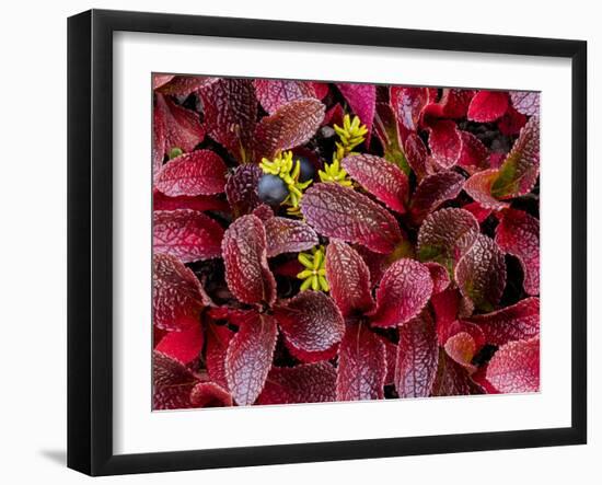 USA, Alaska of alpine bearberry and crowberry plants.-Jaynes Gallery-Framed Premium Photographic Print