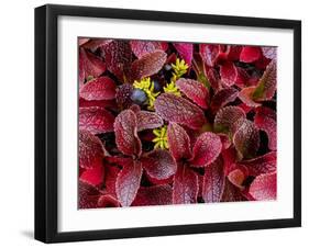 USA, Alaska of alpine bearberry and crowberry plants.-Jaynes Gallery-Framed Premium Photographic Print