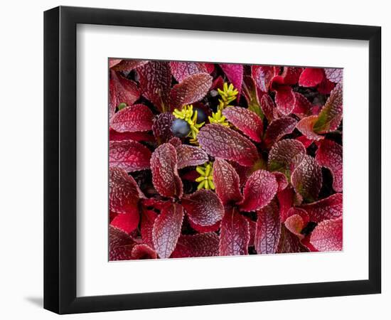 USA, Alaska of alpine bearberry and crowberry plants.-Jaynes Gallery-Framed Photographic Print