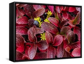 USA, Alaska of alpine bearberry and crowberry plants.-Jaynes Gallery-Framed Stretched Canvas