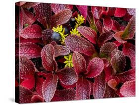 USA, Alaska of alpine bearberry and crowberry plants.-Jaynes Gallery-Stretched Canvas