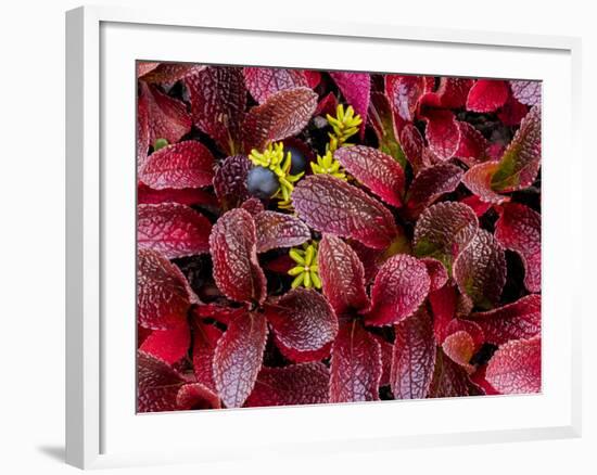 USA, Alaska of alpine bearberry and crowberry plants.-Jaynes Gallery-Framed Photographic Print