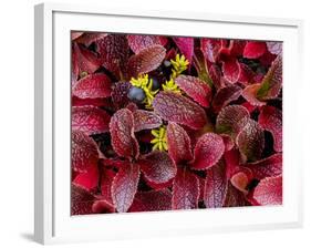 USA, Alaska of alpine bearberry and crowberry plants.-Jaynes Gallery-Framed Photographic Print