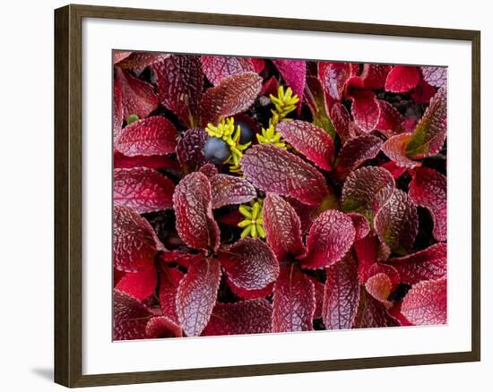 USA, Alaska of alpine bearberry and crowberry plants.-Jaynes Gallery-Framed Photographic Print