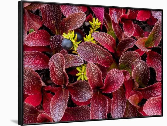 USA, Alaska of alpine bearberry and crowberry plants.-Jaynes Gallery-Framed Photographic Print