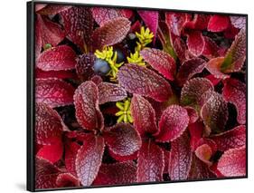 USA, Alaska of alpine bearberry and crowberry plants.-Jaynes Gallery-Framed Photographic Print