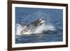 USA, Alaska. Orca Whale Breaching-Jaynes Gallery-Framed Photographic Print