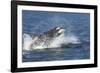 USA, Alaska. Orca Whale Breaching-Jaynes Gallery-Framed Photographic Print