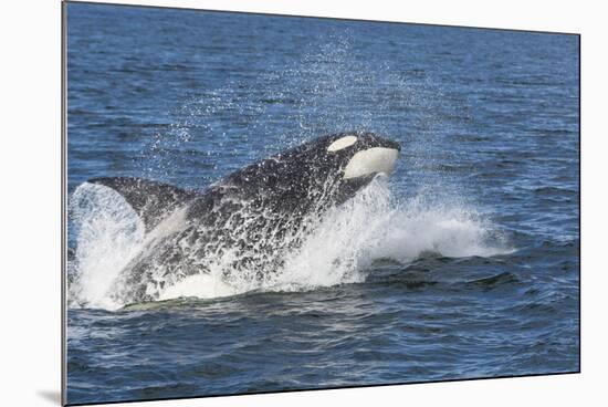 USA, Alaska. Orca Whale Breaching-Jaynes Gallery-Mounted Photographic Print