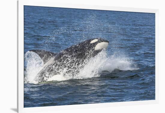 USA, Alaska. Orca Whale Breaching-Jaynes Gallery-Framed Photographic Print