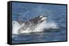 USA, Alaska. Orca Whale Breaching-Jaynes Gallery-Framed Stretched Canvas