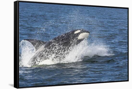 USA, Alaska. Orca Whale Breaching-Jaynes Gallery-Framed Stretched Canvas