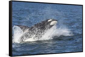 USA, Alaska. Orca Whale Breaching-Jaynes Gallery-Framed Stretched Canvas
