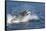 USA, Alaska. Orca Whale Breaching-Jaynes Gallery-Framed Stretched Canvas