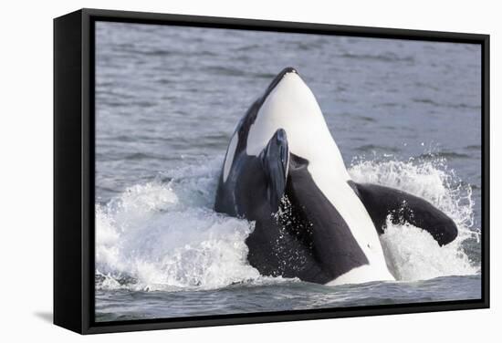 USA, Alaska. Orca Whale Breaching-Jaynes Gallery-Framed Stretched Canvas