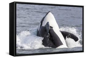 USA, Alaska. Orca Whale Breaching-Jaynes Gallery-Framed Stretched Canvas