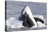 USA, Alaska. Orca Whale Breaching-Jaynes Gallery-Stretched Canvas