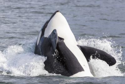 https://imgc.allpostersimages.com/img/posters/usa-alaska-orca-whale-breaching_u-L-PRPYA40.jpg?artPerspective=n