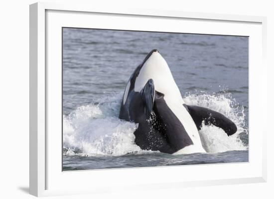 USA, Alaska. Orca Whale Breaching-Jaynes Gallery-Framed Photographic Print