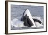 USA, Alaska. Orca Whale Breaching-Jaynes Gallery-Framed Photographic Print