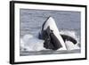 USA, Alaska. Orca Whale Breaching-Jaynes Gallery-Framed Photographic Print