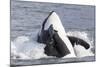 USA, Alaska. Orca Whale Breaching-Jaynes Gallery-Mounted Photographic Print