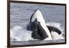 USA, Alaska. Orca Whale Breaching-Jaynes Gallery-Framed Photographic Print