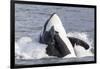 USA, Alaska. Orca Whale Breaching-Jaynes Gallery-Framed Photographic Print