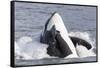 USA, Alaska. Orca Whale Breaching-Jaynes Gallery-Framed Stretched Canvas