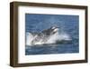 USA, Alaska. Orca Whale Breaching-Jaynes Gallery-Framed Photographic Print