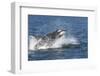 USA, Alaska. Orca Whale Breaching-Jaynes Gallery-Framed Photographic Print