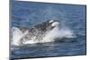 USA, Alaska. Orca Whale Breaching-Jaynes Gallery-Mounted Photographic Print