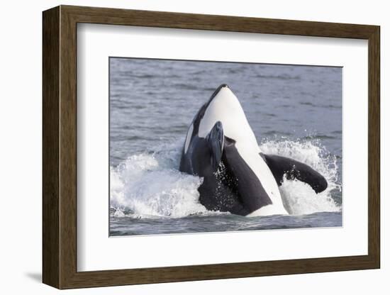 USA, Alaska. Orca Whale Breaching-Jaynes Gallery-Framed Photographic Print