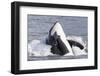 USA, Alaska. Orca Whale Breaching-Jaynes Gallery-Framed Photographic Print