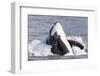 USA, Alaska. Orca Whale Breaching-Jaynes Gallery-Framed Photographic Print