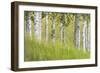 USA, Alaska. Paper birch trees and grass.-Jaynes Gallery-Framed Photographic Print