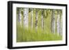 USA, Alaska. Paper birch trees and grass.-Jaynes Gallery-Framed Photographic Print