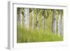 USA, Alaska. Paper birch trees and grass.-Jaynes Gallery-Framed Photographic Print