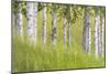 USA, Alaska. Paper birch trees and grass.-Jaynes Gallery-Mounted Photographic Print