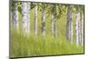 USA, Alaska. Paper birch trees and grass.-Jaynes Gallery-Mounted Photographic Print