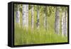USA, Alaska. Paper birch trees and grass.-Jaynes Gallery-Framed Stretched Canvas