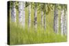 USA, Alaska. Paper birch trees and grass.-Jaynes Gallery-Stretched Canvas