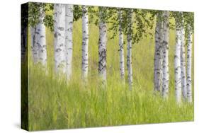 USA, Alaska. Paper birch trees and grass.-Jaynes Gallery-Stretched Canvas