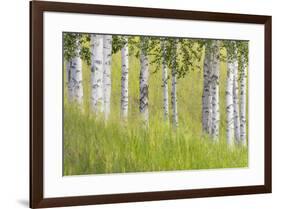 USA, Alaska. Paper birch trees and grass.-Jaynes Gallery-Framed Premium Photographic Print