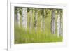 USA, Alaska. Paper birch trees and grass.-Jaynes Gallery-Framed Premium Photographic Print