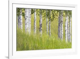 USA, Alaska. Paper birch trees and grass.-Jaynes Gallery-Framed Premium Photographic Print