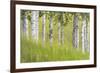 USA, Alaska. Paper birch trees and grass.-Jaynes Gallery-Framed Premium Photographic Print