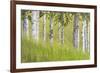 USA, Alaska. Paper birch trees and grass.-Jaynes Gallery-Framed Premium Photographic Print