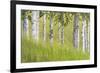 USA, Alaska. Paper birch trees and grass.-Jaynes Gallery-Framed Premium Photographic Print